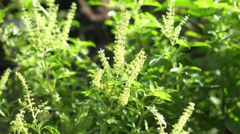 258 Tulsi Stock Videos, Footage, & 4K Video Clips.